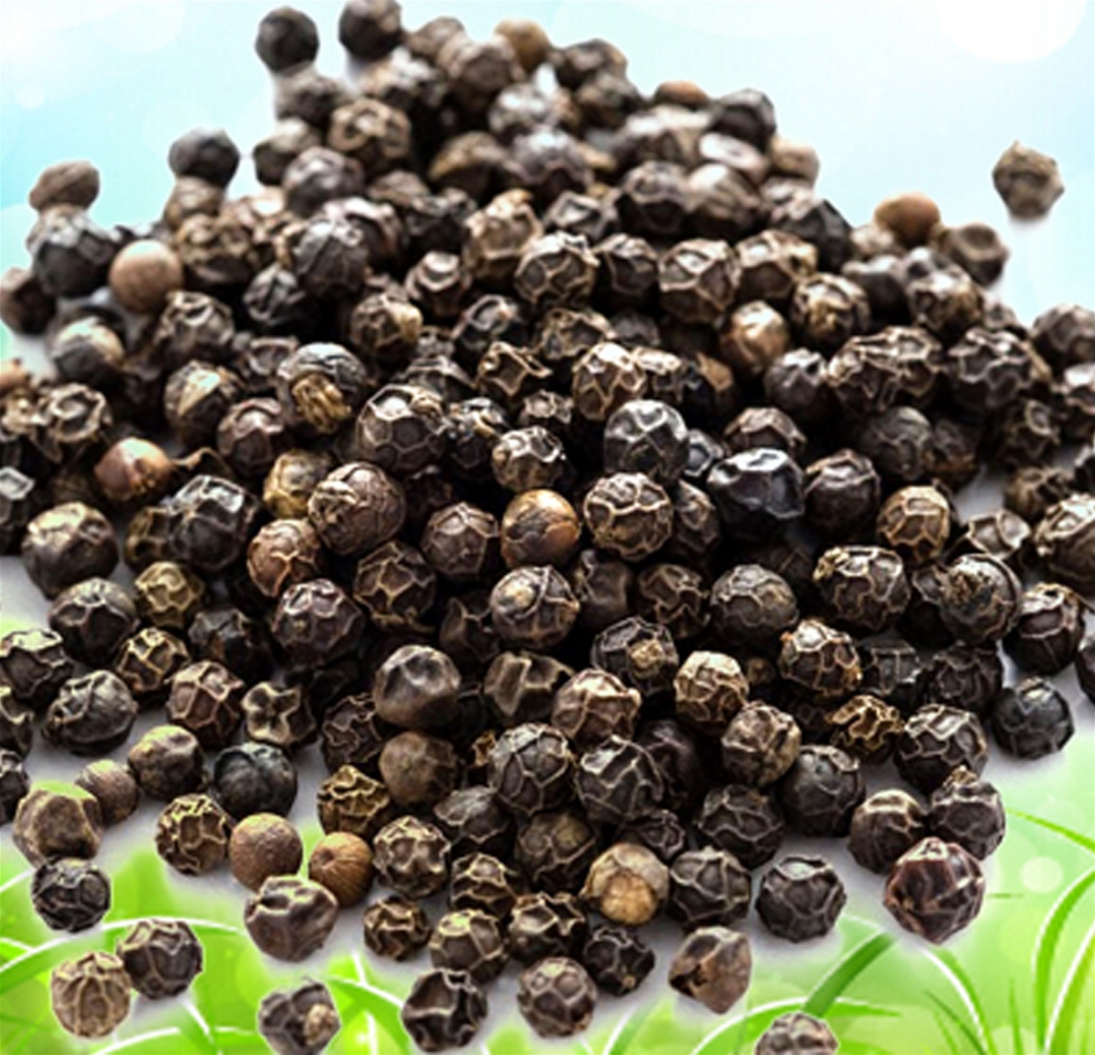 VIETNAM BLACK PEPPER 450 GPL