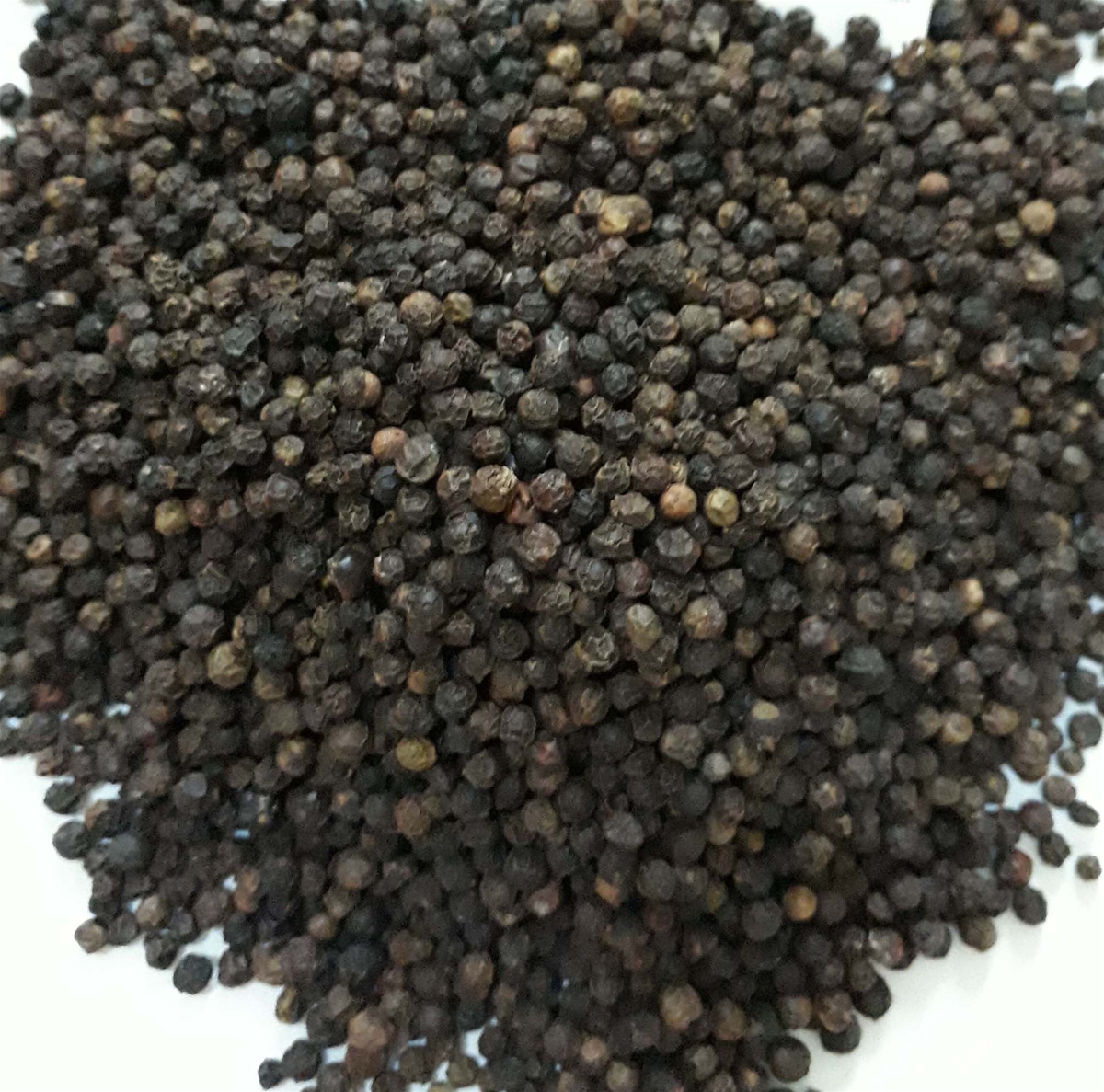 VIETNAM CLEANED BLACK PEPPER 550 GPL