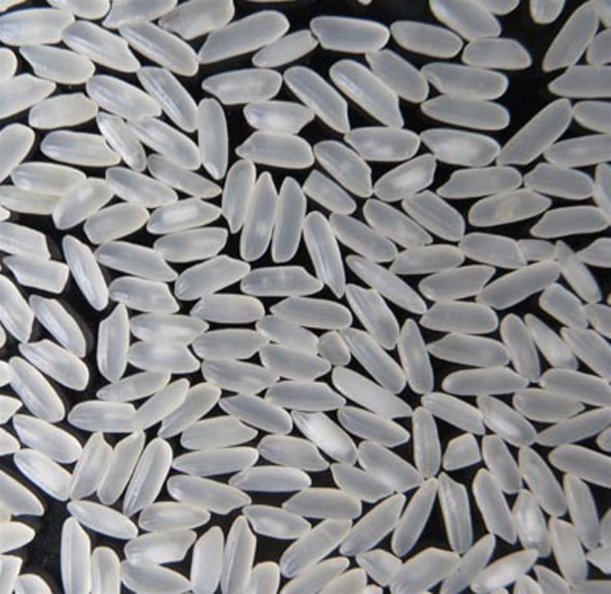 VIETNAM HAM CHAU MEDIUM GRAIN RICE 5% BROKEN – GRADE A ( CAMOLINO RICE-CALROSE RICE)