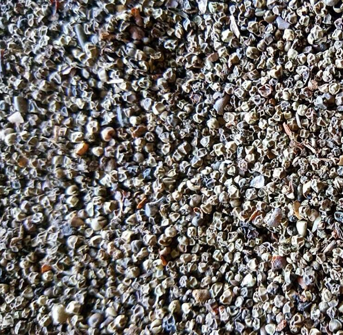 VIETNAM PINEHEAD BLACK PEPPER