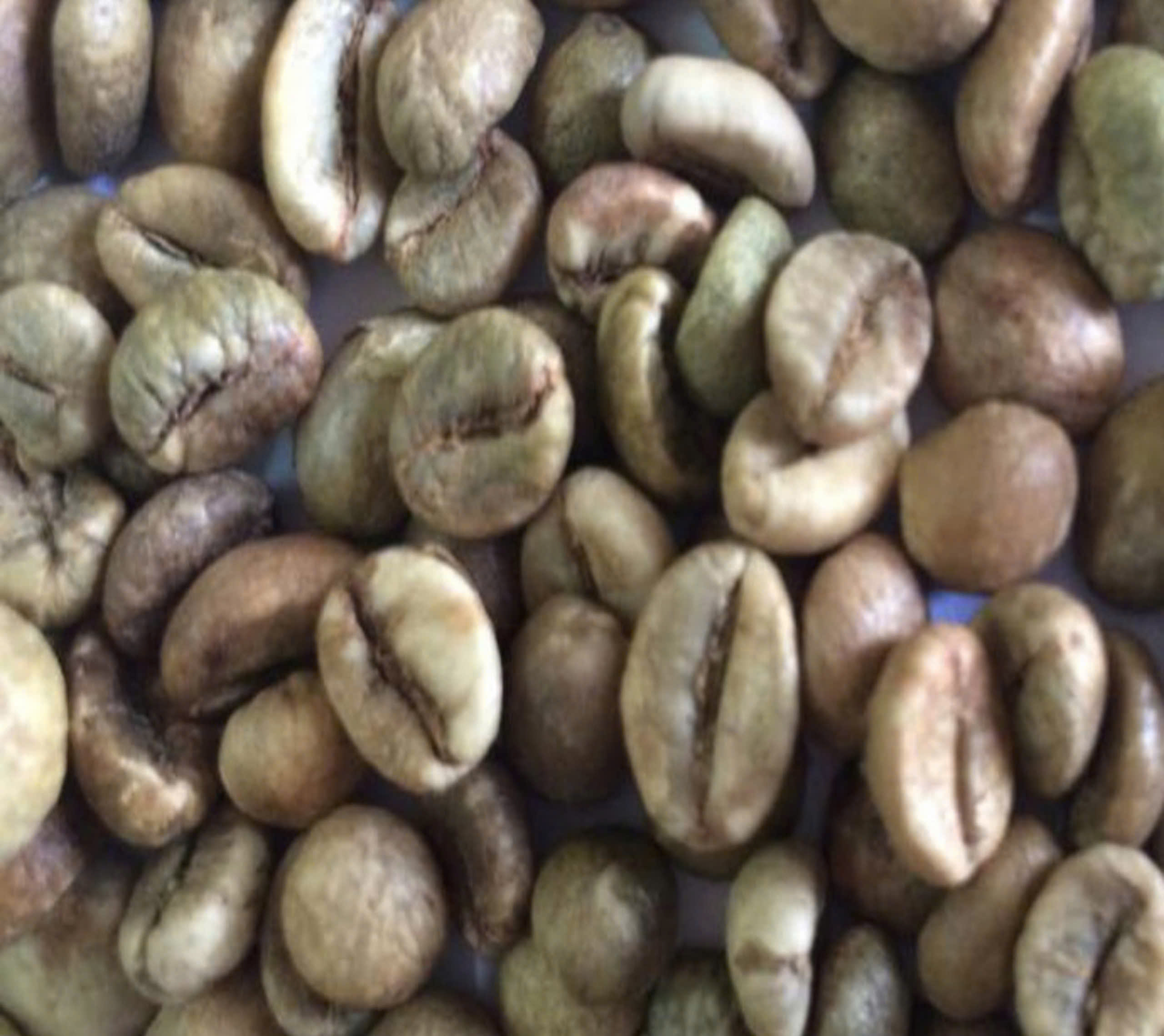 VIETNAM CLEAN ROBUSTA COFFEE BEANS GRADE 1. SCR18