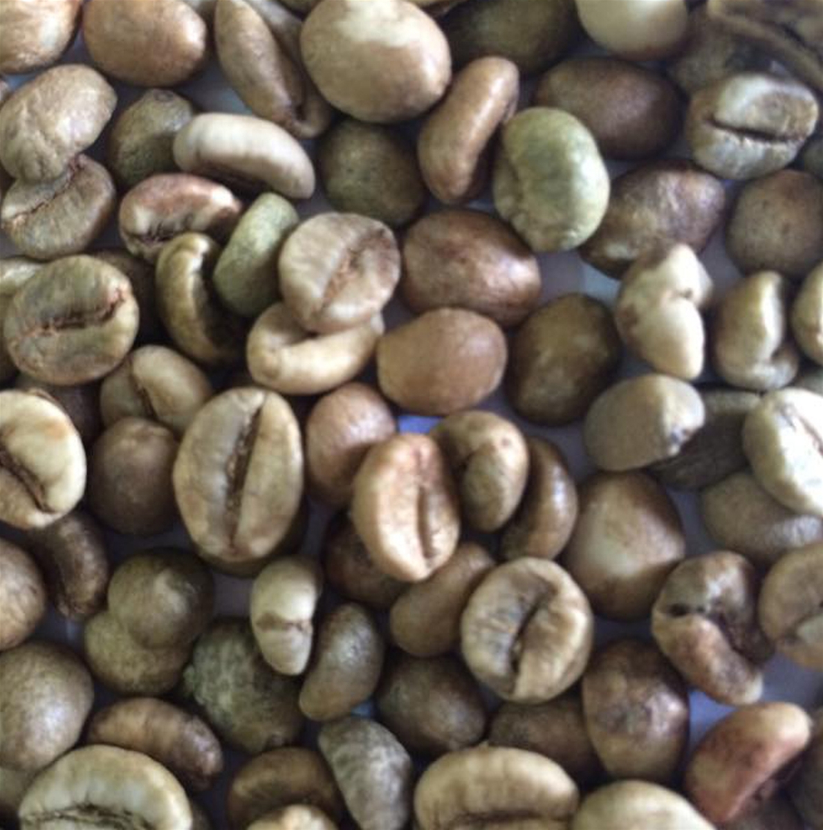 VIETNAM UNPOLISHED ROBUSTA GREEN COFFEE BEANS GRADE 1. SCR16