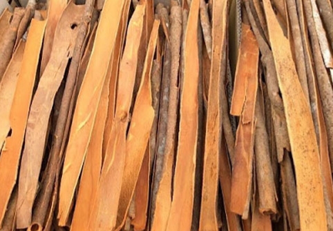 CASSIA (CINNAMON)