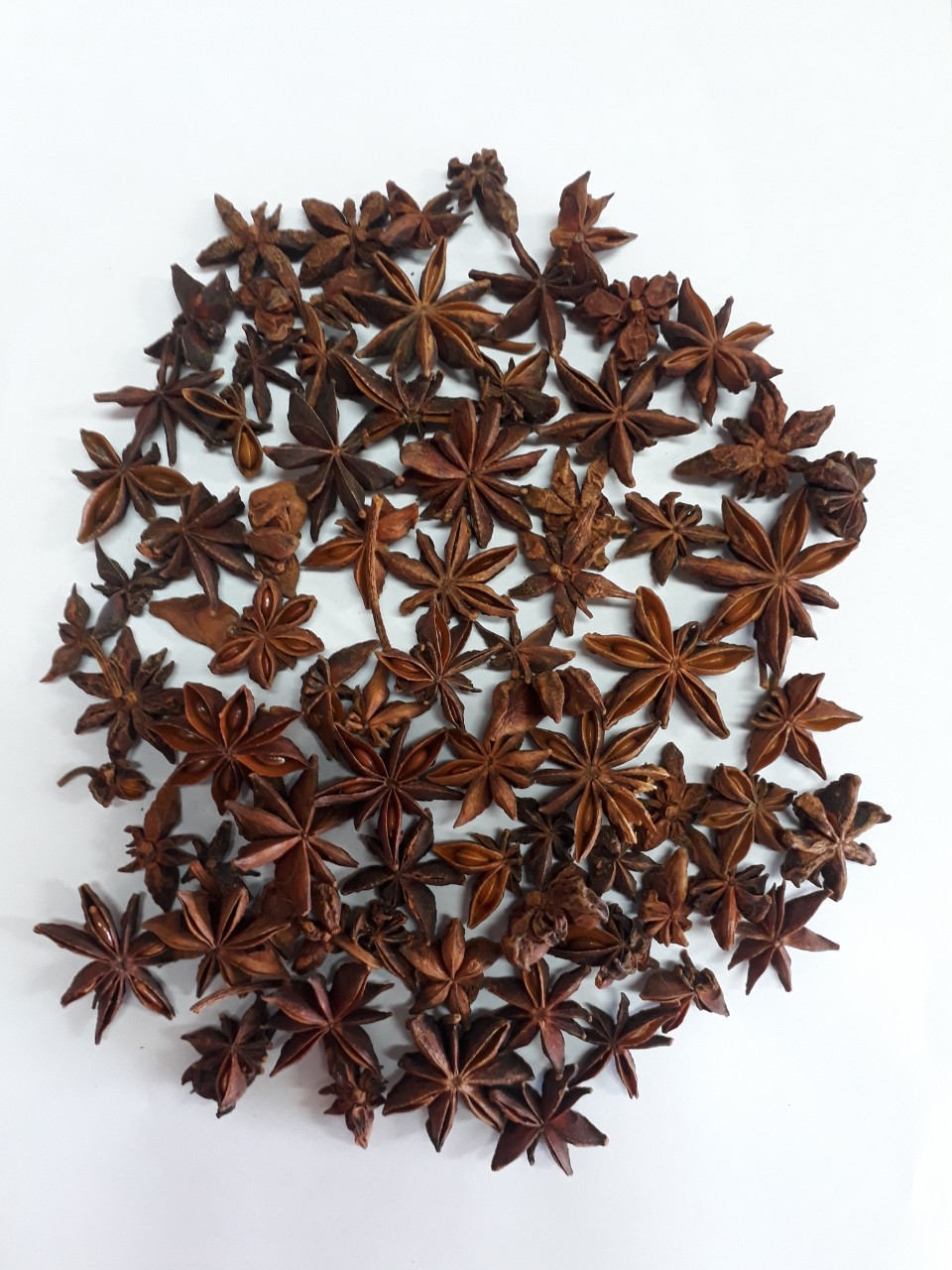 VIETNAM STAR ANISE WITH STEM AUTUMN CROP