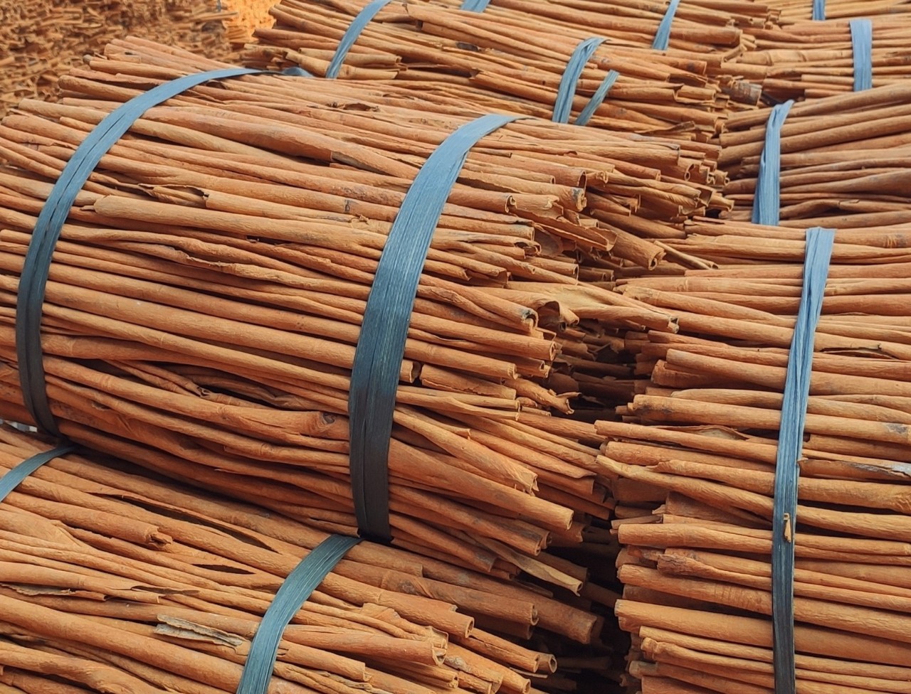 VIETNAMESE TUBE CASSIA (CINNAMON) WITHOUT SKIN