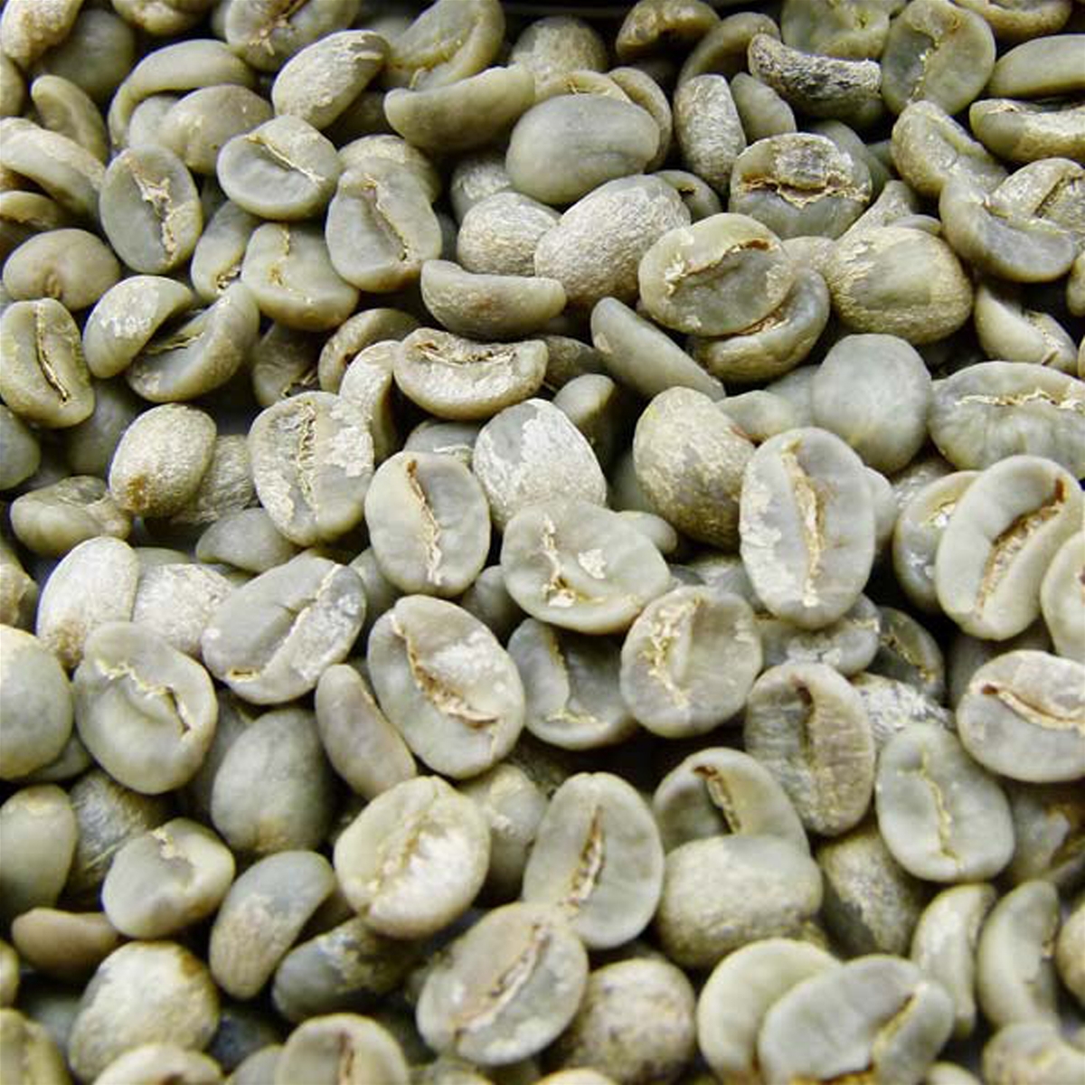 VIETNAM WASHED ARABICA GREEN COFFEE BEANS GRADE 1. SCR16
