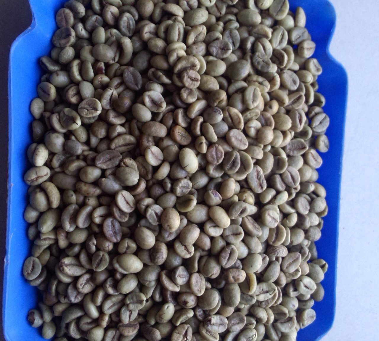 VIETNAM WET POLISHED ROBUSTA COFFEE BEANS GRADE 1. SCR16