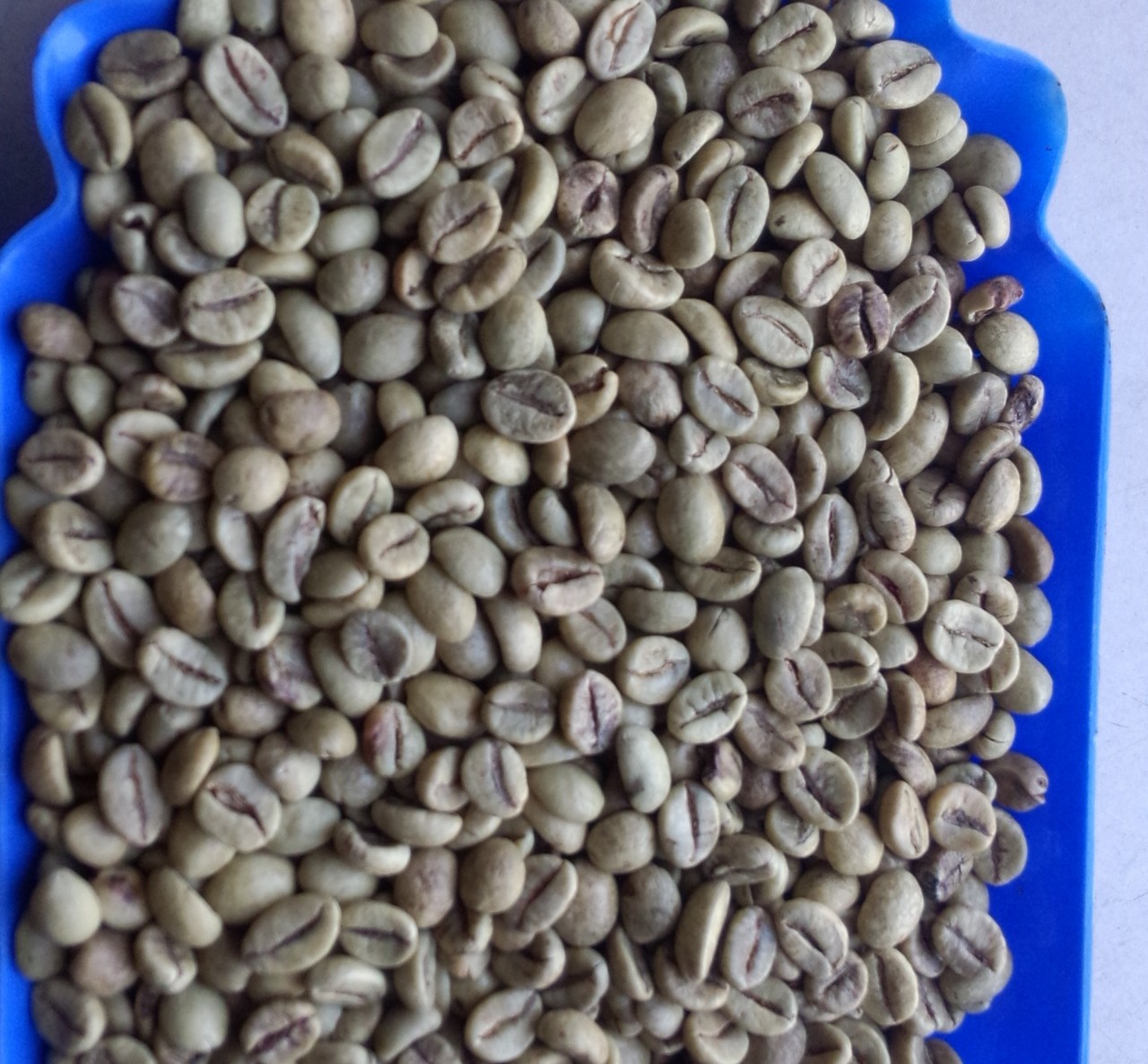       VIETNAM WET POLISHED ROBUSTA COFFEE BEANS GRADE 1. SCR#18