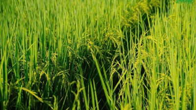 GẠO HỮU CƠ QUẢNG TRỊ-NIỀM TỰ HÀO NGƯỜI VIỆT 